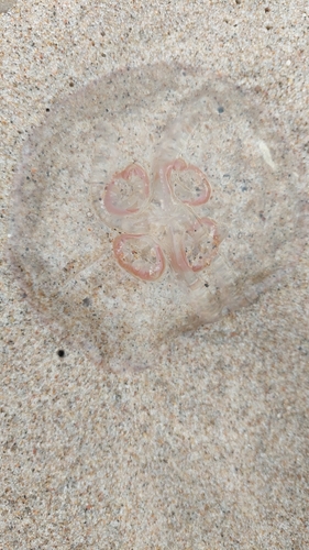 Common Moon Jelly