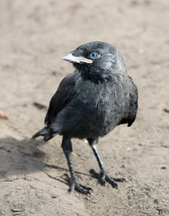Corvus monedula
