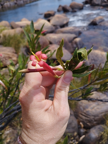 Augusta longifolia, photograph 3