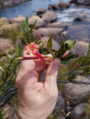 Augusta longifolia, photograph (c) jbugoni, some rights reserved (CC BY)