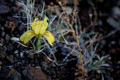 Iris potaninii