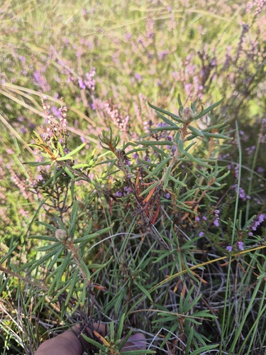 marsh Labrador tea