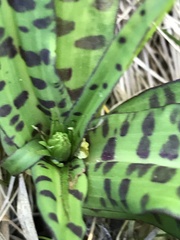 Dactylorhiza maculata