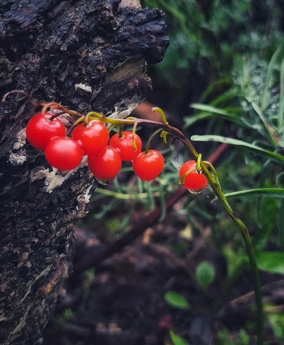 European lily of the valley