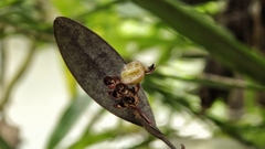 Trichosalpinx ciliaris