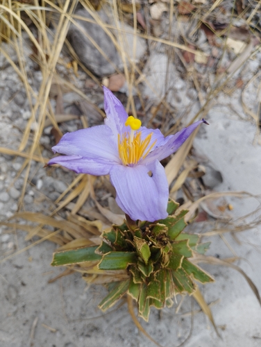 Vellozia variabilis