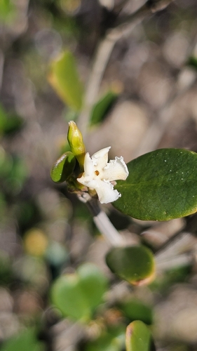 Alyxia buxifolia