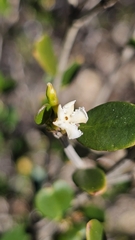 Alyxia buxifolia