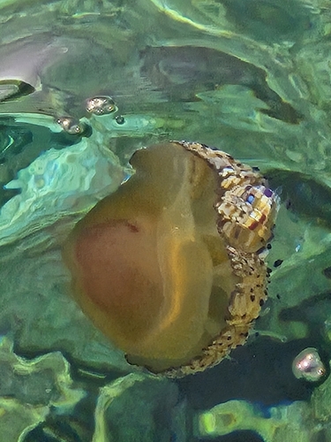Fried Egg Jelly