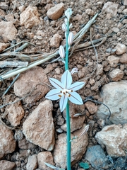Asphodelus fistulosus