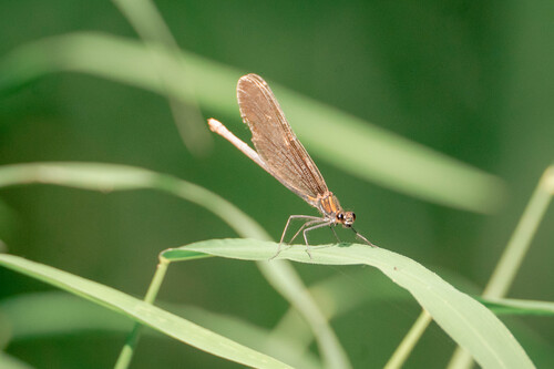 Beautiful Demoiselle