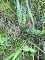 Dactylorhiza maculata