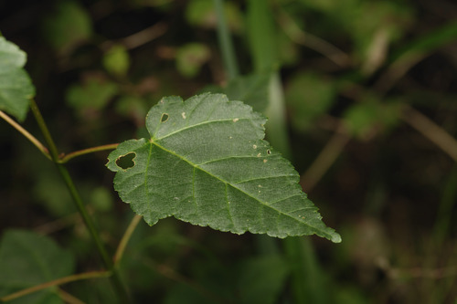 Acer davidii observed 2026-08-30