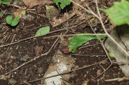 Taihang Brown Frog