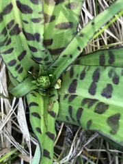 Dactylorhiza maculata