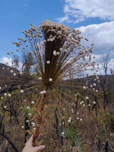 Paepalanthus chiquitensis, photograph 2