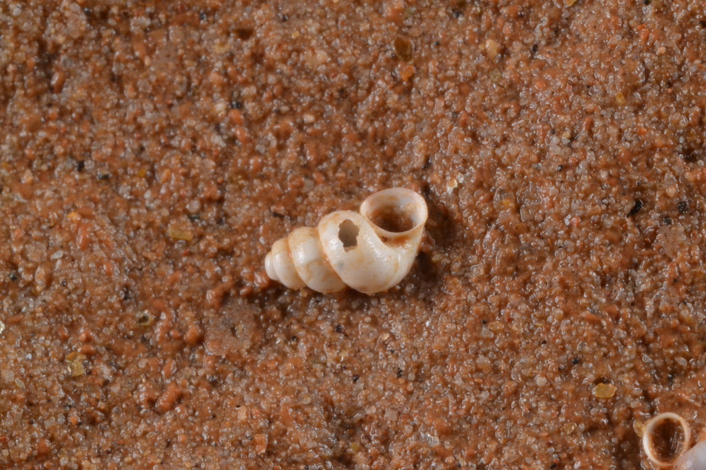 Bythinella navacellensis