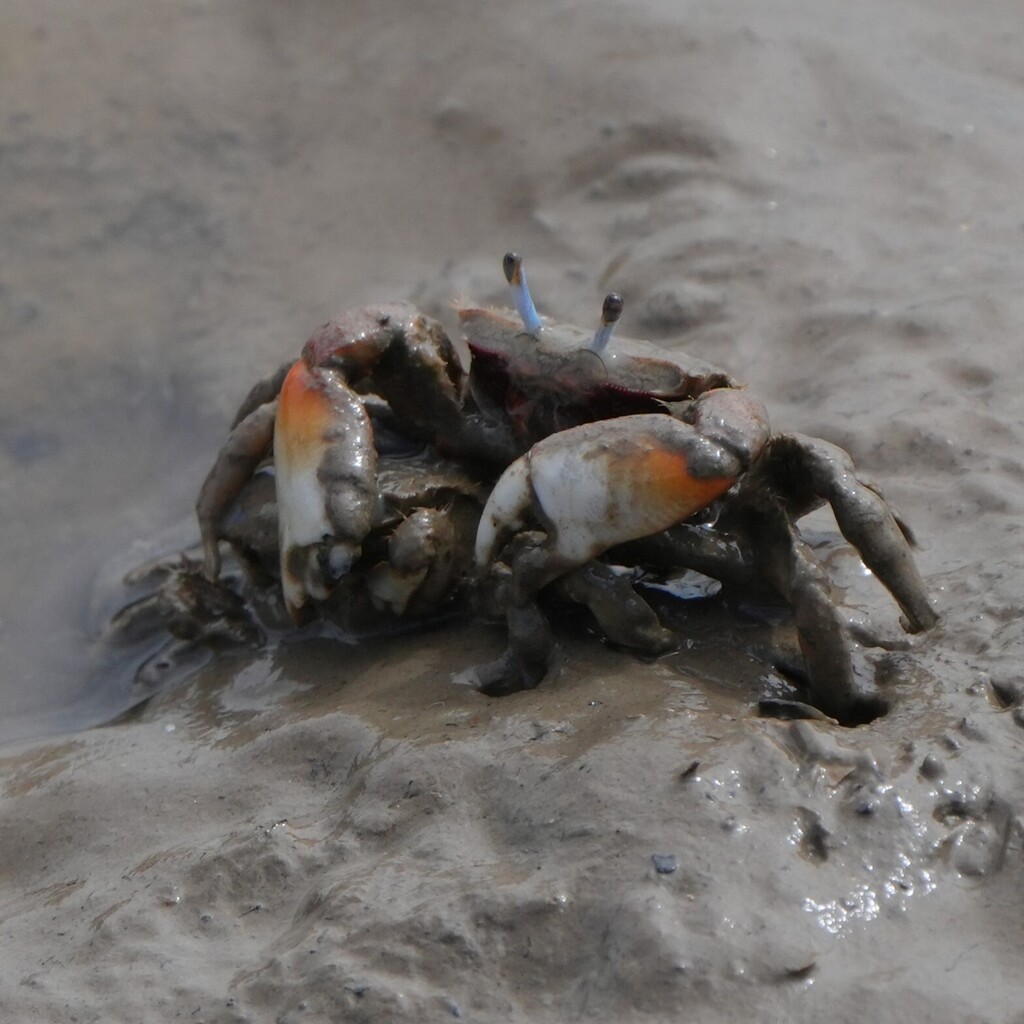 Darwin's Sentinel Crab