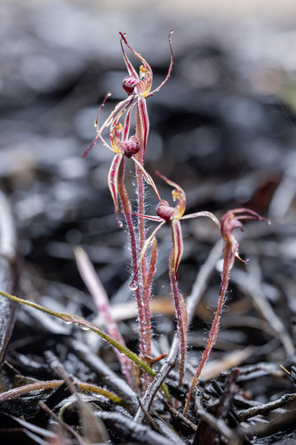 Caladenia sigmoidea