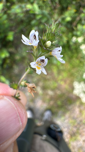 Common Eyebright