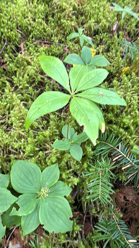 northern starflower