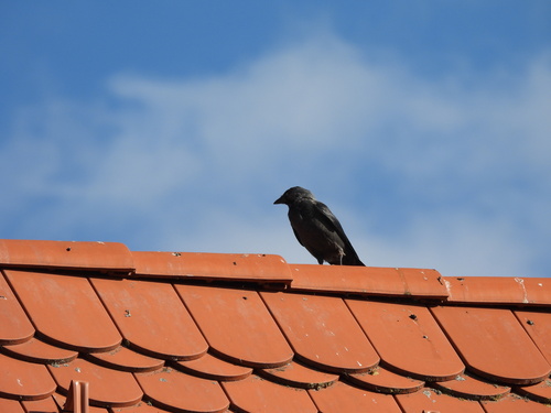 Eurasian Jackdaw