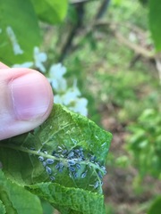 Rhopalosiphum padi
