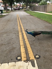 Pavo cristatus × muticus