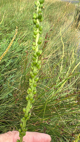 common arrowgrass