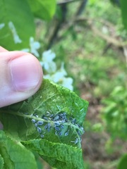 Rhopalosiphum padi