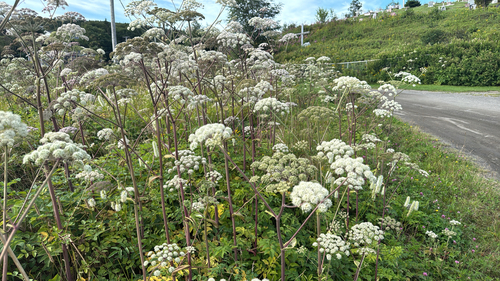 Wild Angelica