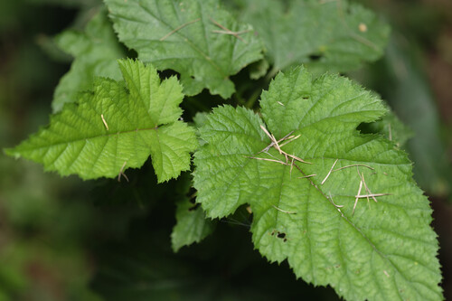 Korean Raspberry
