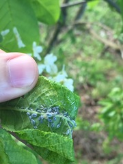 Rhopalosiphum padi