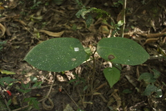 Macropharynx peltata