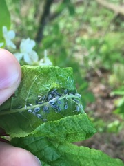 Rhopalosiphum padi
