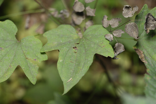 Fan-leaf mountain yam