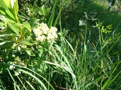Laserpitium peucedanoides