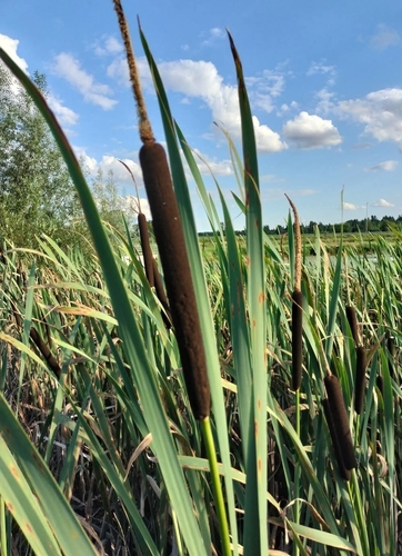 broadleaf cattail