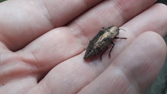 Dicerca berolinensis