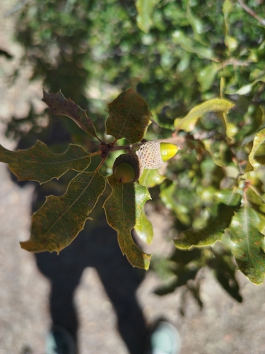 Quercus × senneniana (Quercus × senneniana)