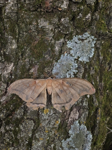 Polyphemus Moth