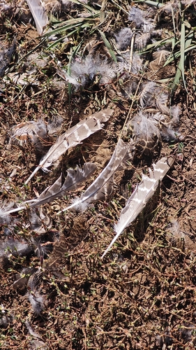 Gray Partridge
