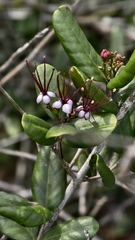 Myrrhinium atropurpureum, photograph (c) fmunoz, some rights reserved (CC BY)