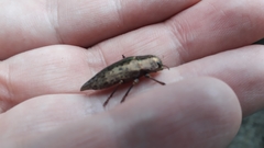 Dicerca berolinensis