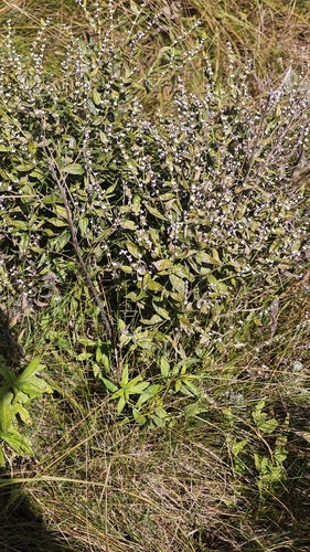 Common Gromwell