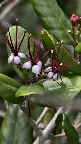 Myrrhinium atropurpureum, photograph 4