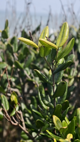 Myrrhinium atropurpureum, photograph 5
