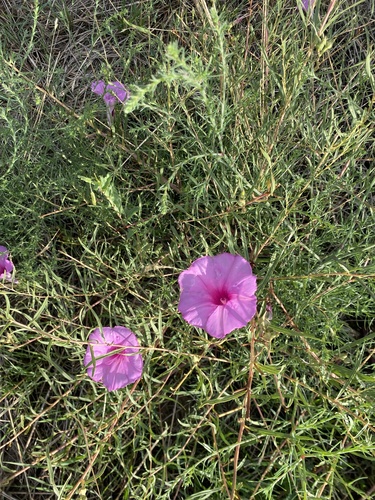 Ipomoea leptophylla, photograph 3