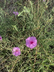 Ipomoea leptophylla, photograph author not stated, no rights reserved