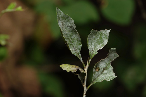 Erysiphe friesii